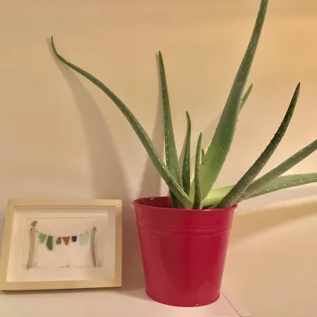 Cavallotti 21 招待所 3*